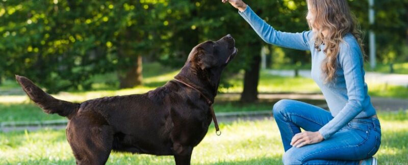 Die10 besten Hundeschulen in Deutschland