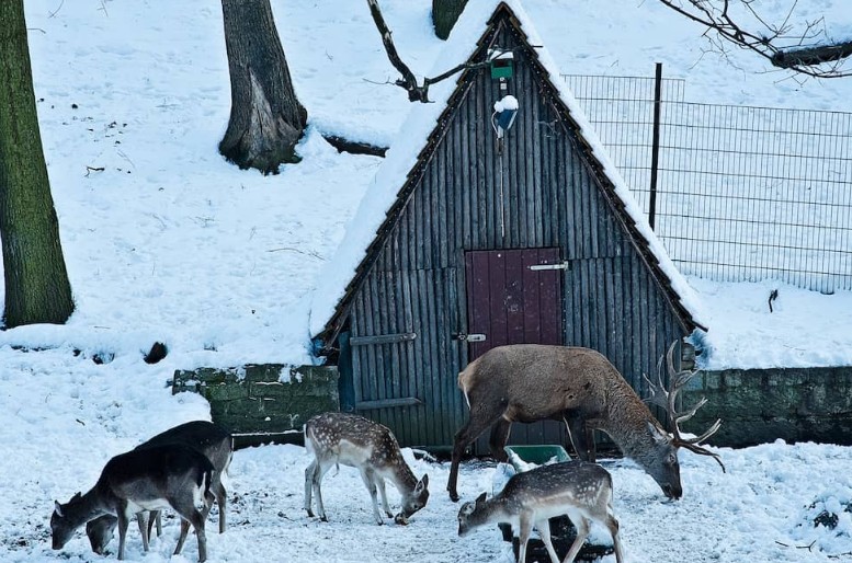 Ein Besuch im Winterzoo oder Wildpark